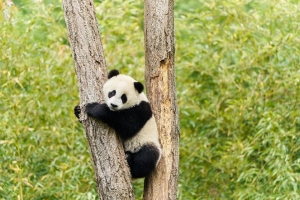 Moon_Le_Panda.jpg