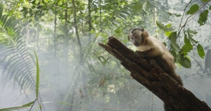 Amazonia.jpg